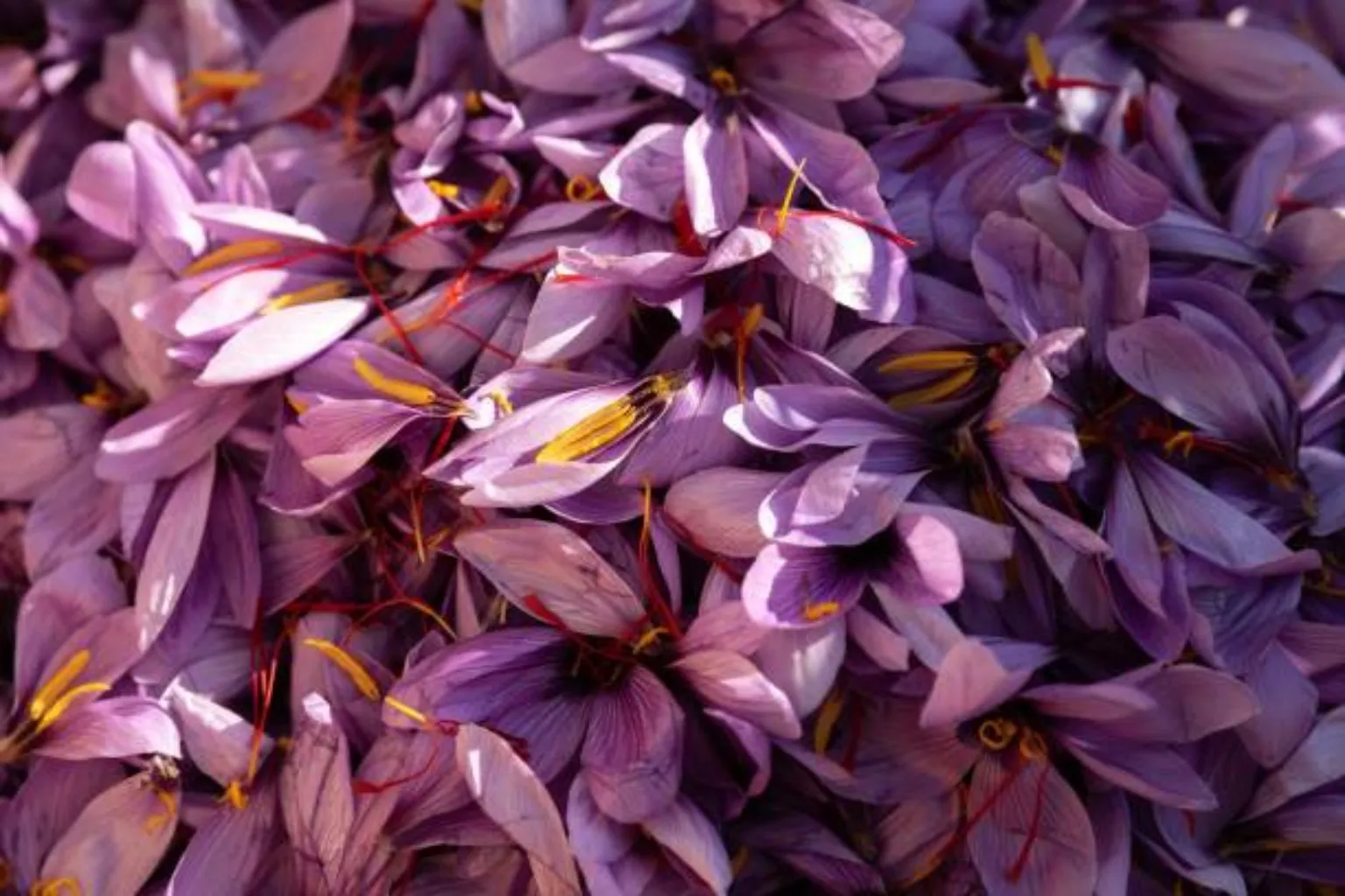 Freshly picked Kashmiri saffron crocus flowers with their red stigmas