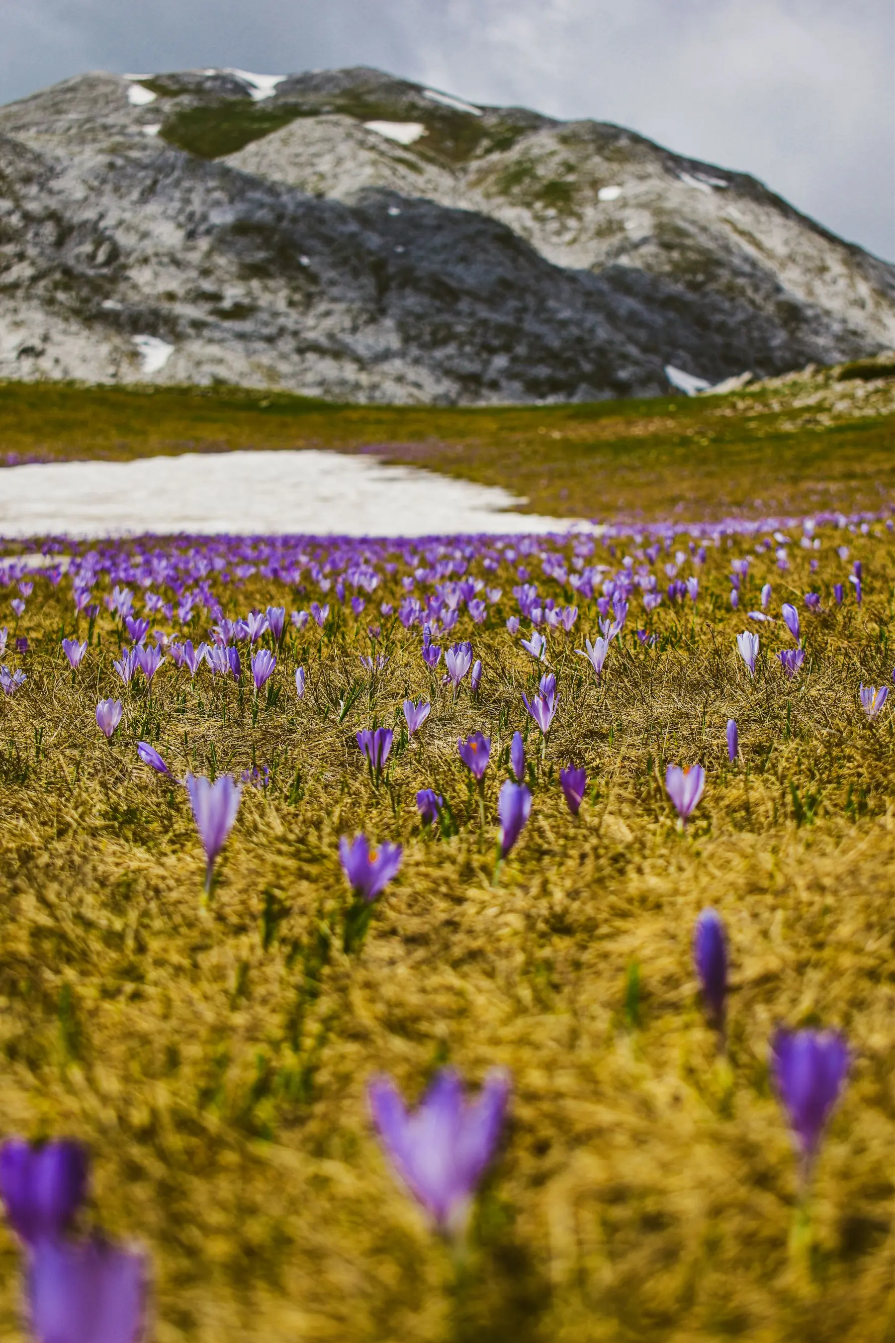 Crocus sativus in bloom