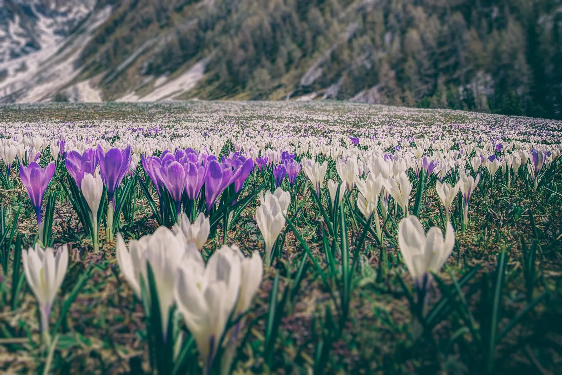 Saffron field