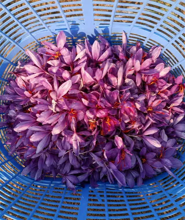 Fresh crocus flowers