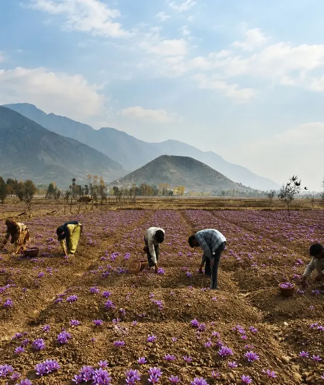 Hand-picking at harvest