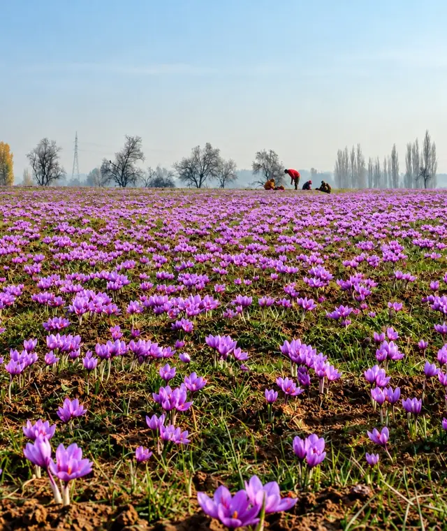 Saffron fields in bloom