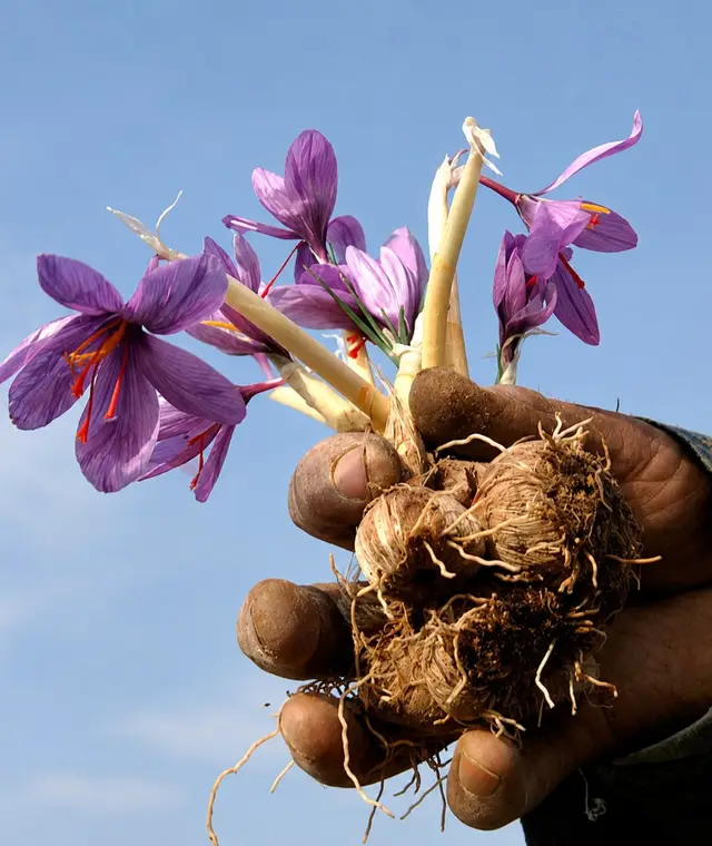 Corms and flowers