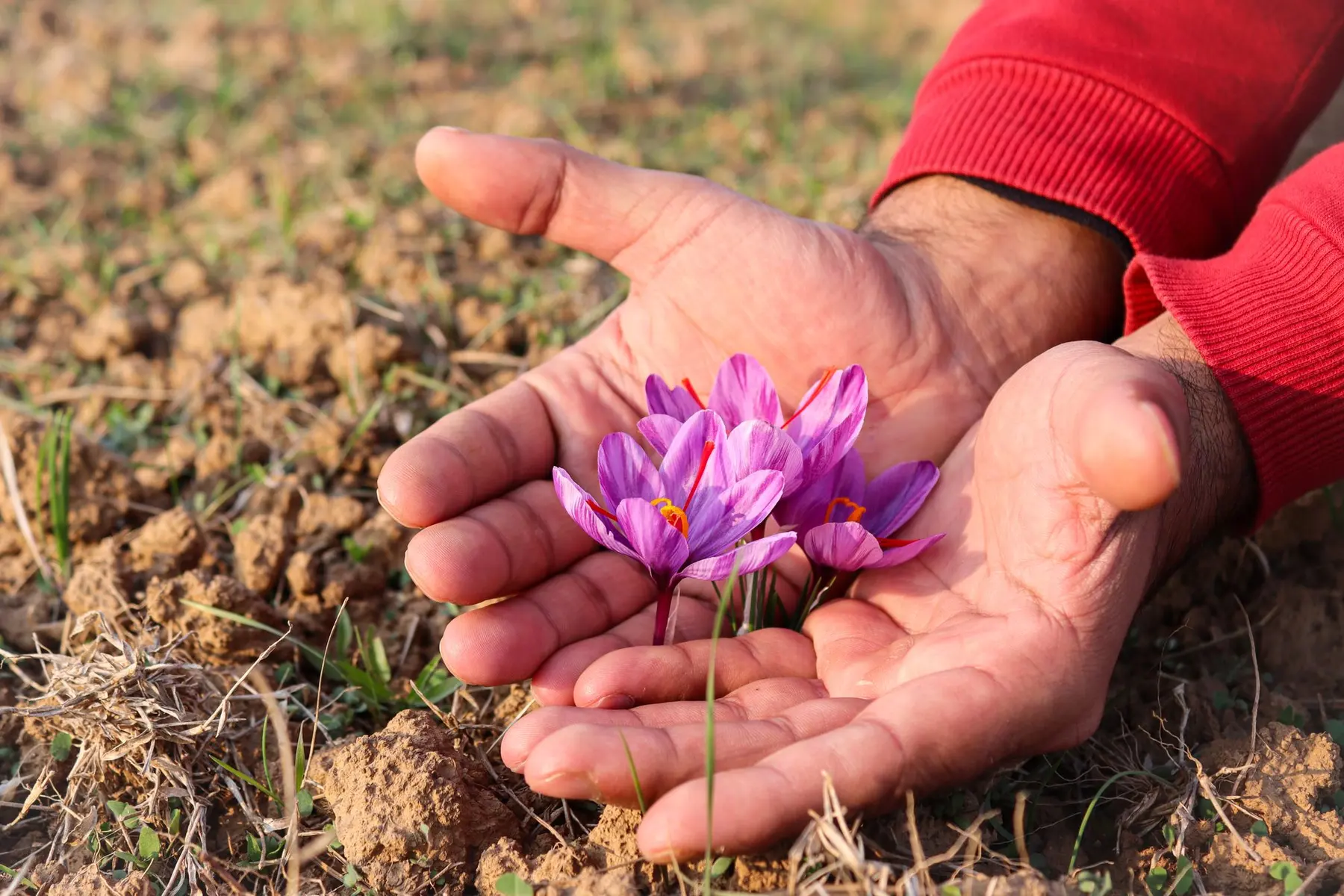 From Kashmir to Carton: What Happens to Saffron Before It Ships