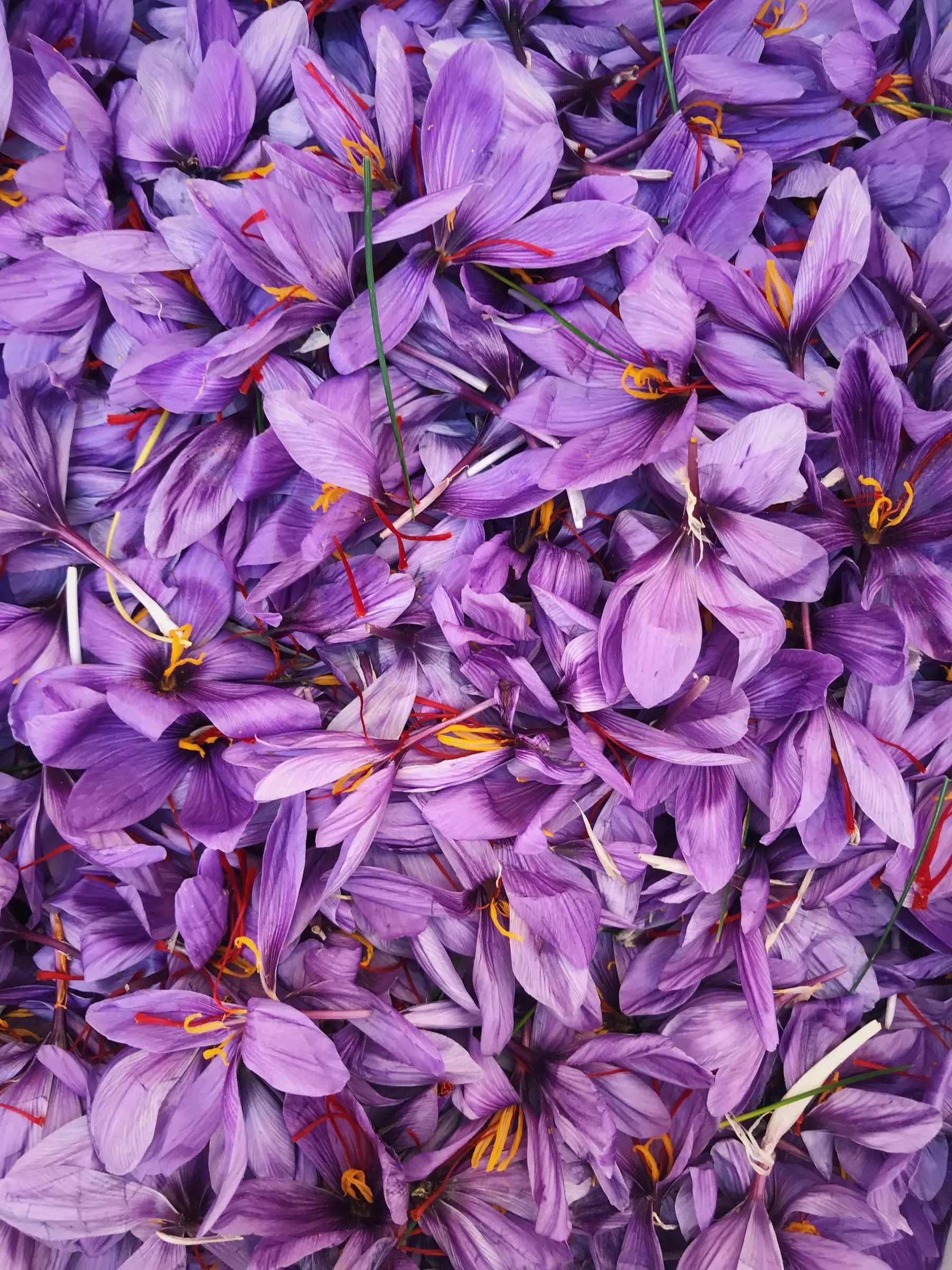 Harvested saffron crocus flowers